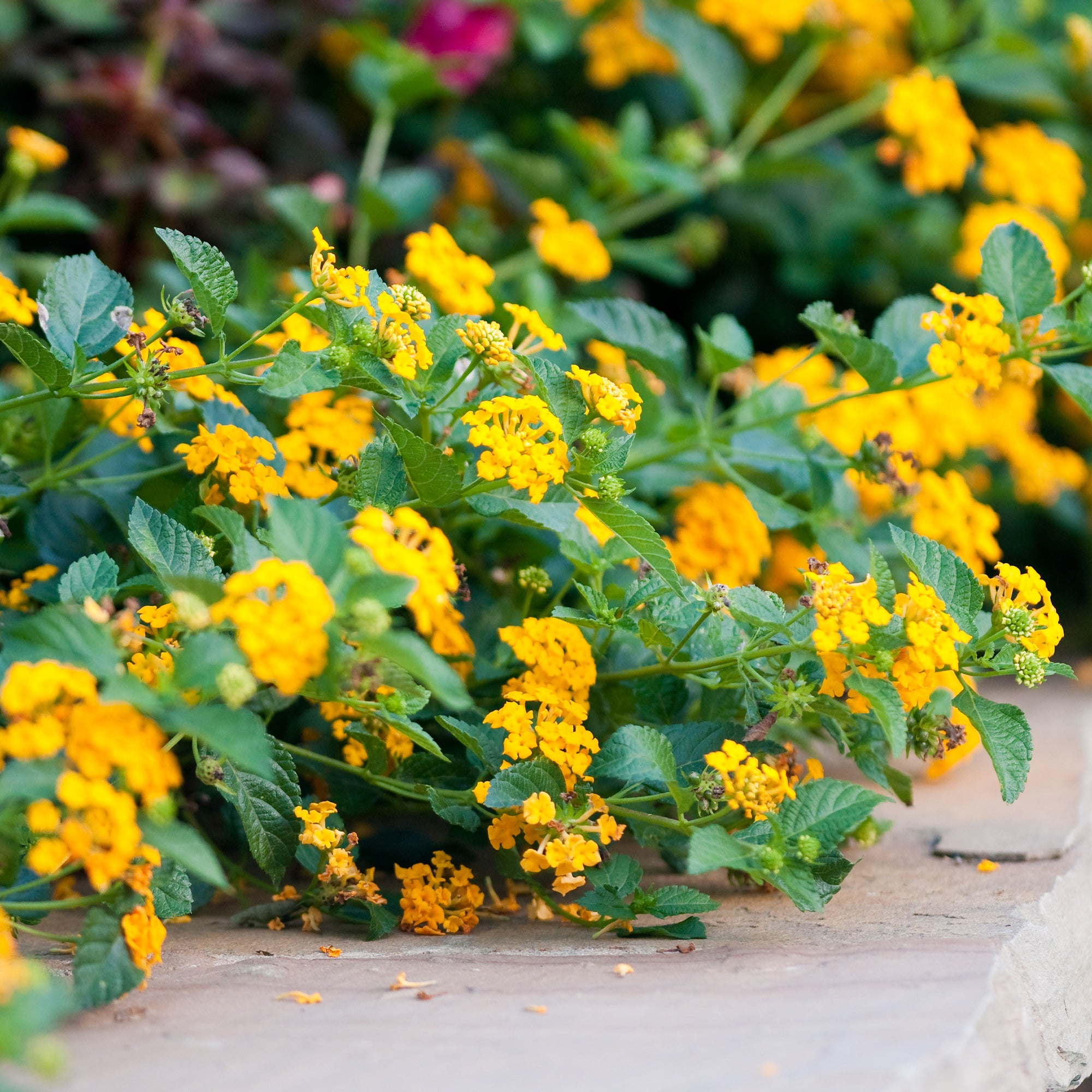 Bakker Lantana jaune plante terrasse pot Ø10,5 cm soleil