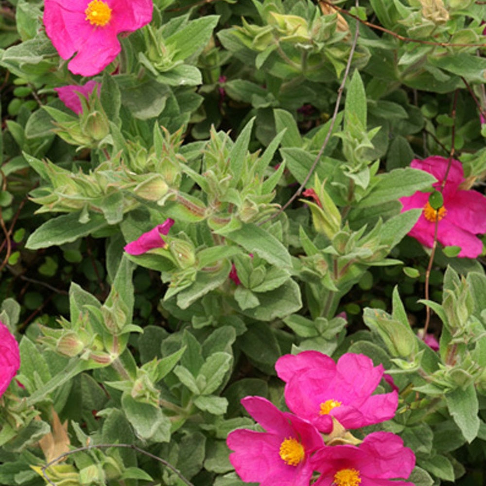 Bakker Arbustes Ciste pulvérulent fuchsia pot 8cm sec