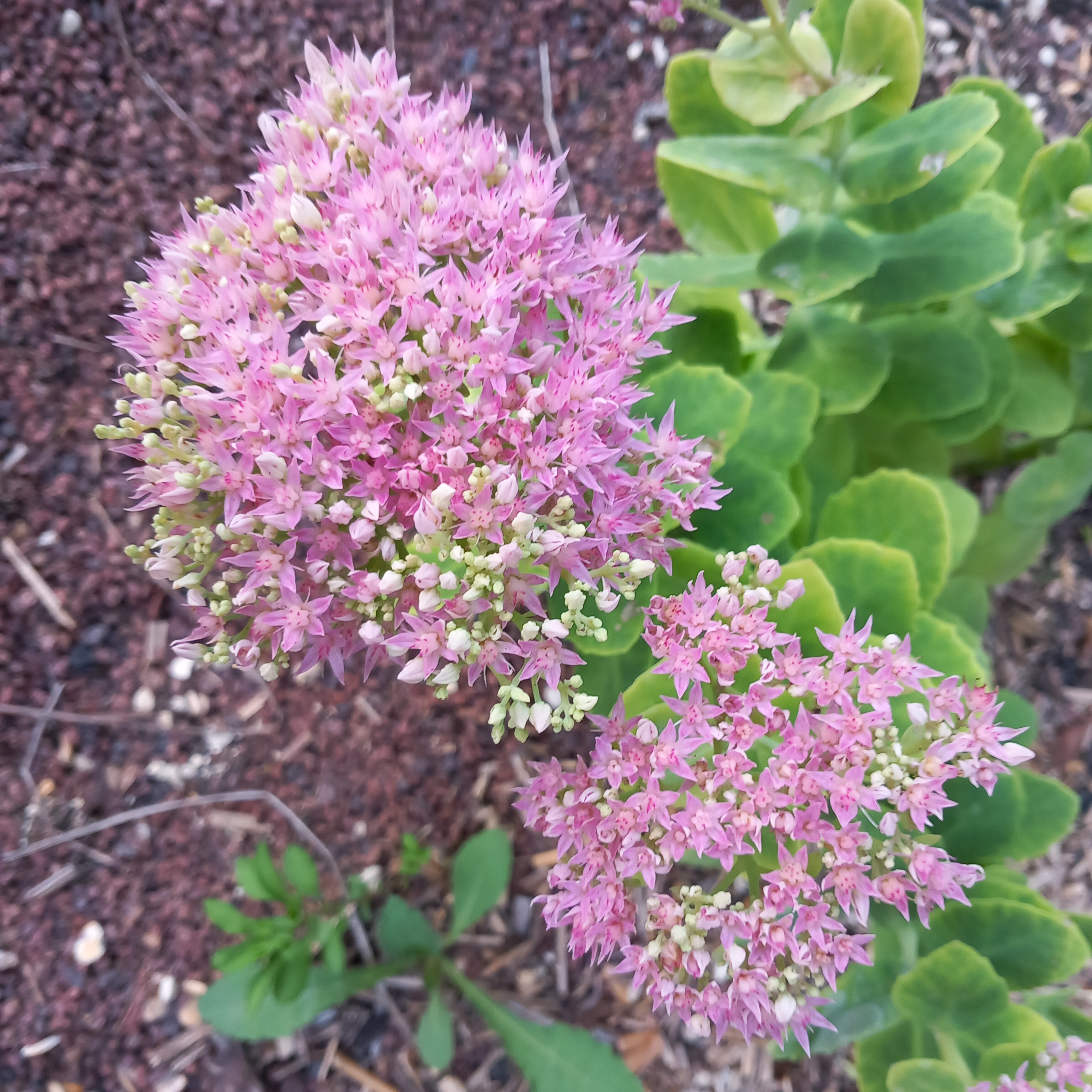 Passion Vivaces Sedum spectabilis Brillant plante vivace rose