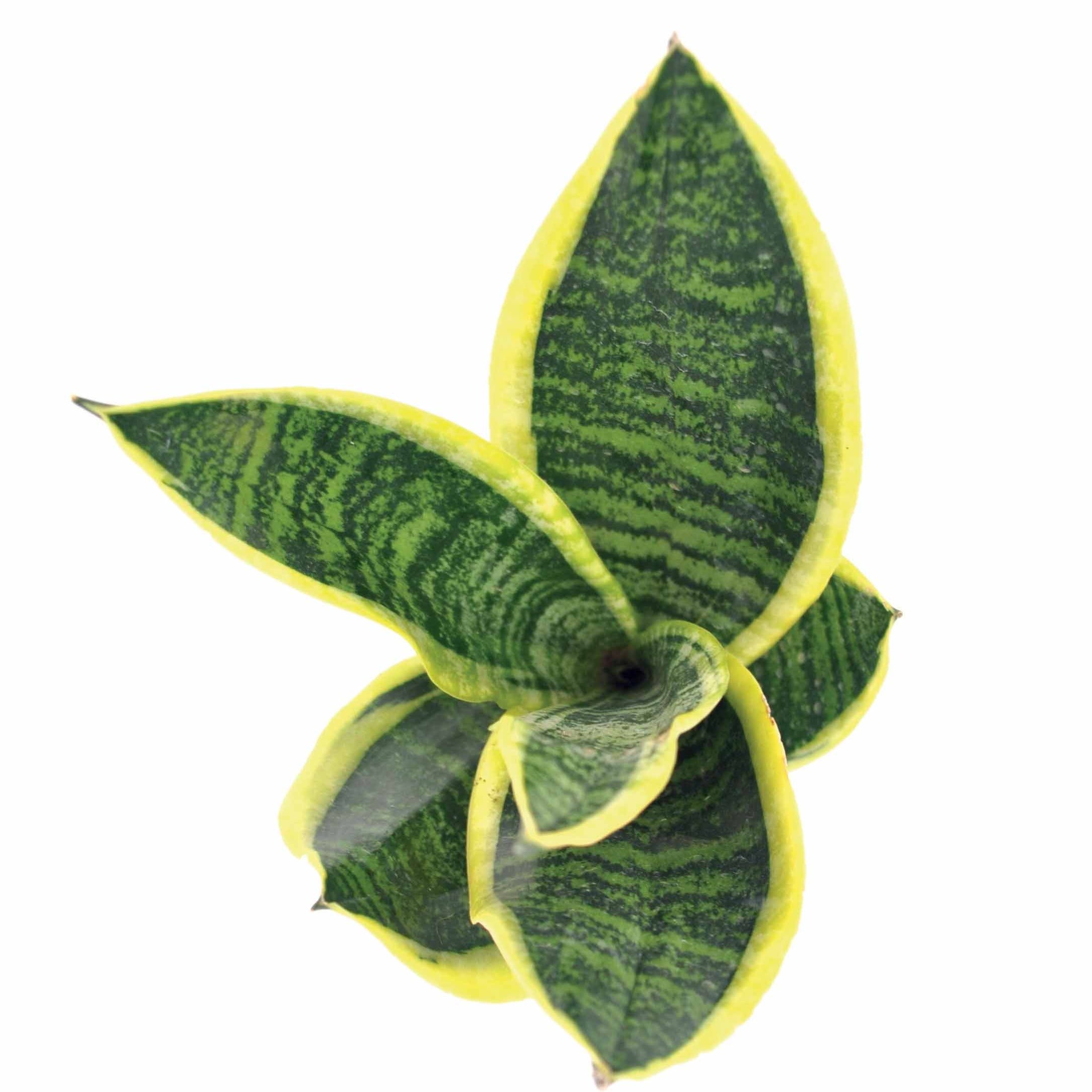 Bakker Plantes d'intérieur Sansevière Futura Superba 20cm pot 12cm