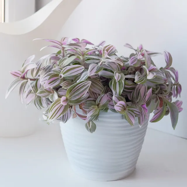 Bakker Misère Nanouk Tradescantia rose pot Ø 12cm
