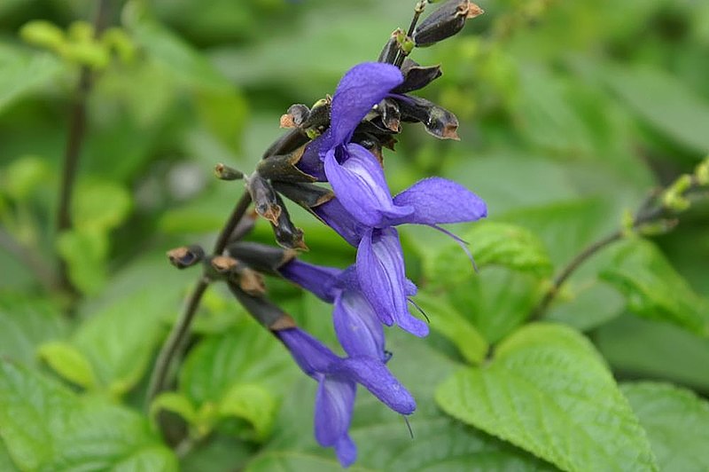 Passion Vivaces Salvia Guaranitica Black and Blue sauge pot 1L bleue