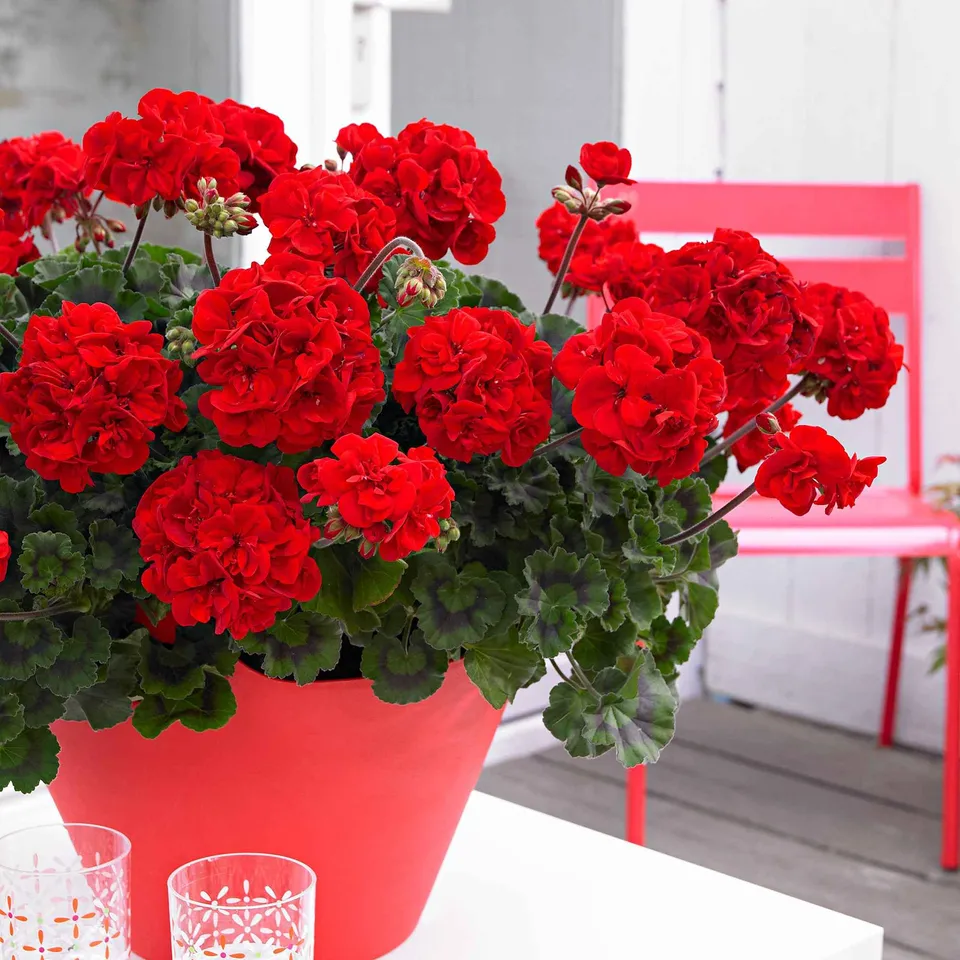 Bakker Toscana géranium massif 3 pots rouge été