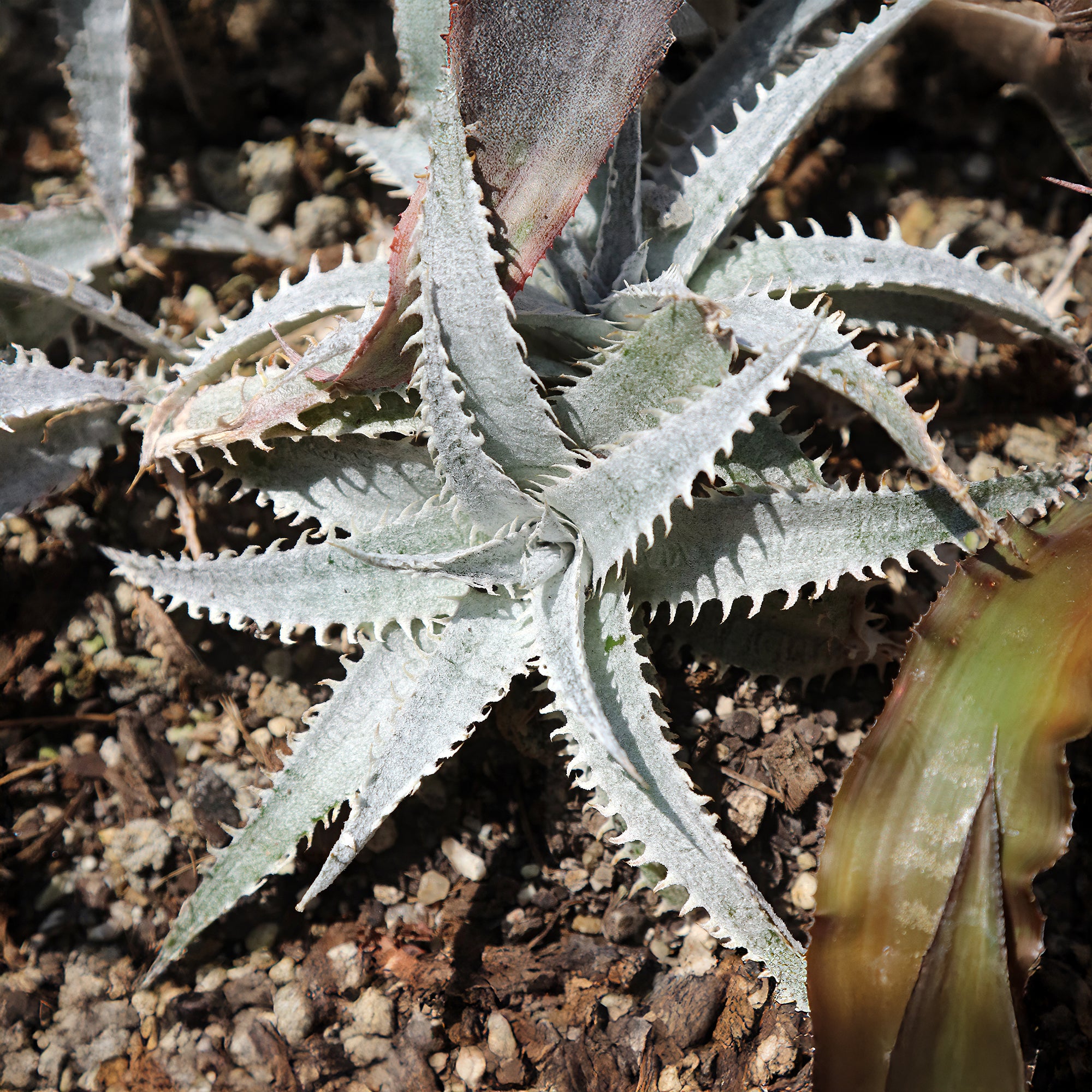 Bakker Vivaces Dyckia Grand Marnier plante grasse pot Ø 9cm orange