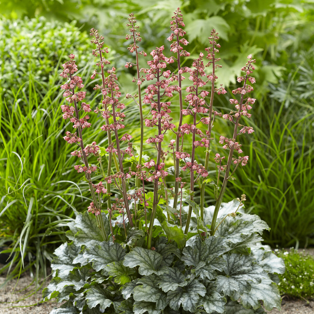 Bakker Heuchère Paris vivace pot Ø9 cm rose remontante
