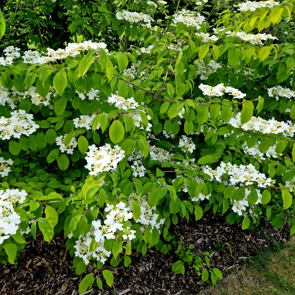 Bakker Viorne de Chine Watanabe arbuste pot 3L fleurs blanches
