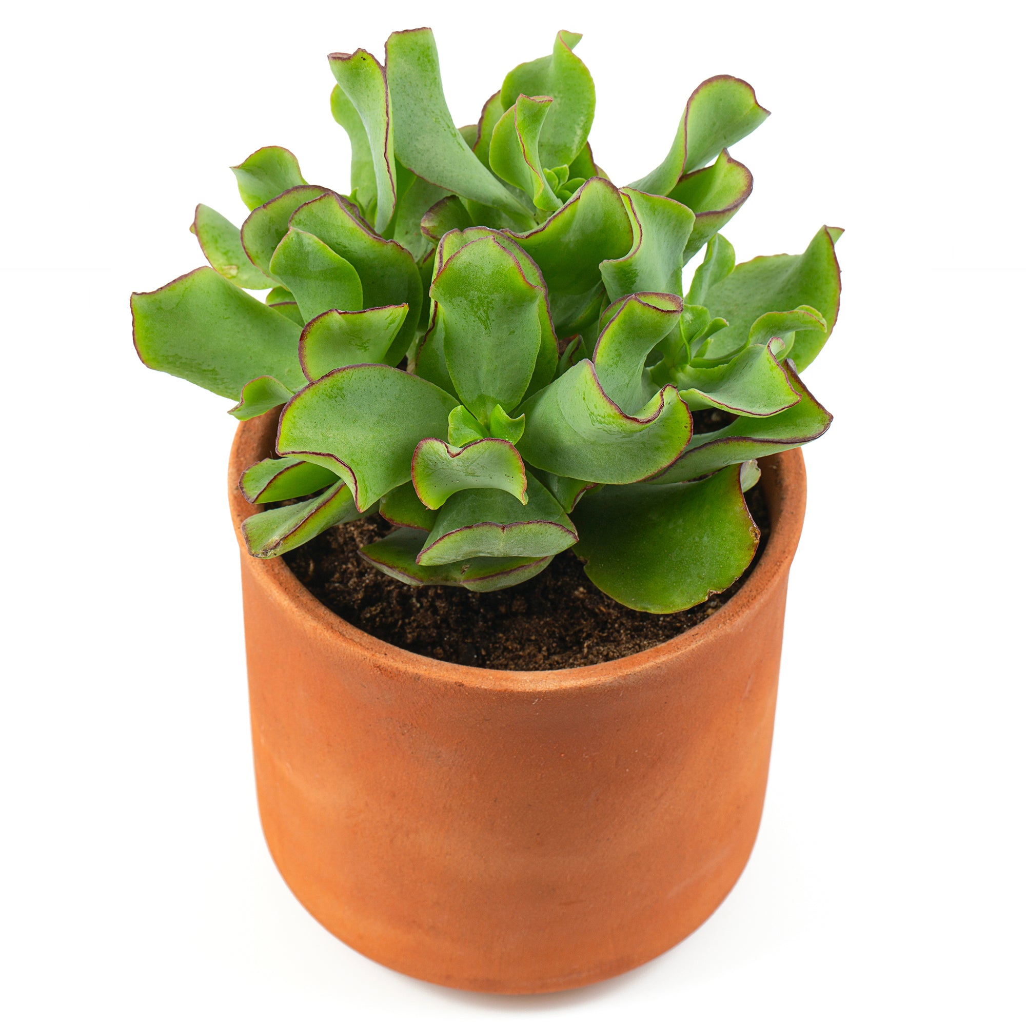 Bakker Curly Green crassula plante grasse pot 12cm