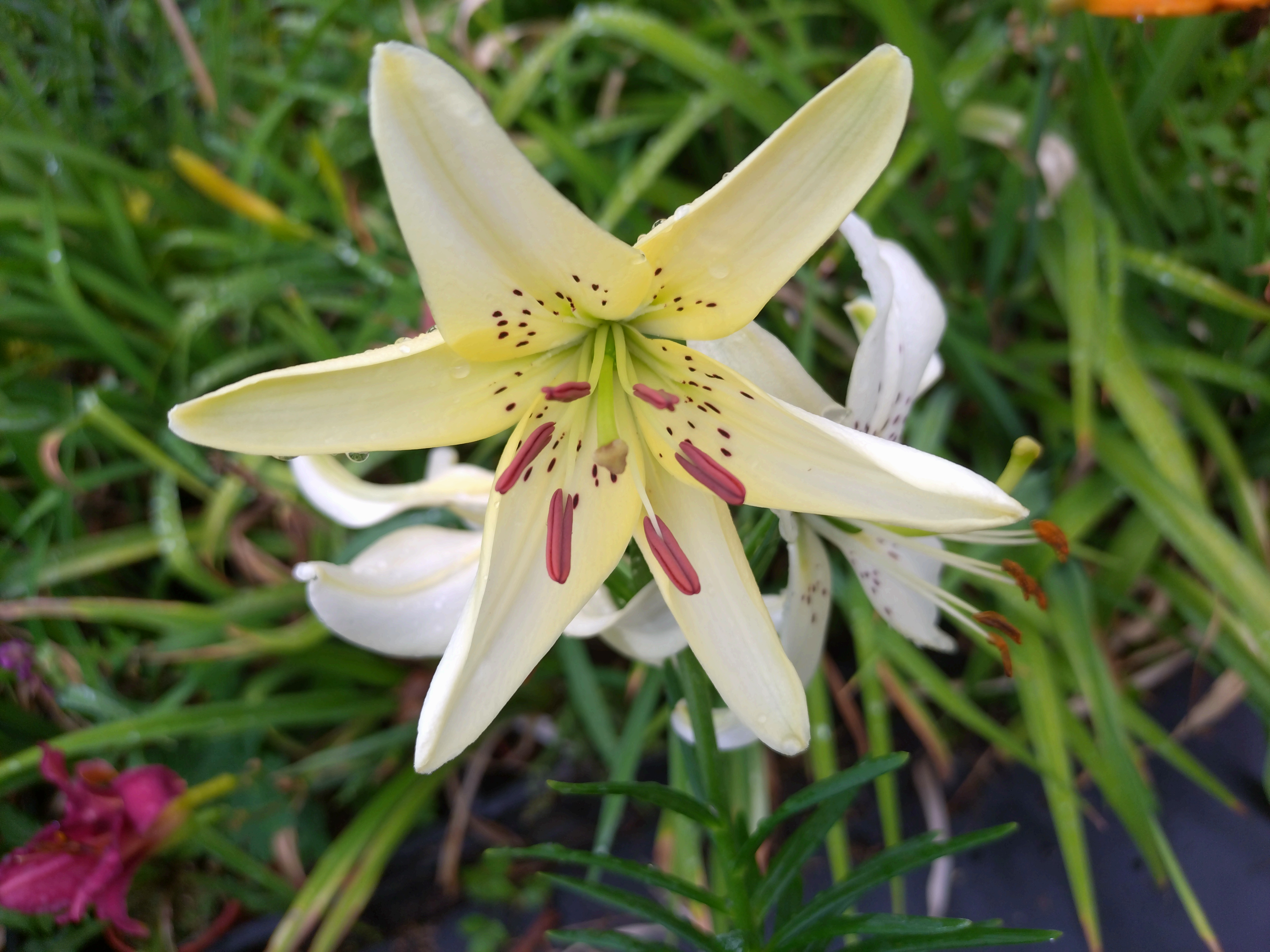 Passion Vivaces Lilium lancifolium Sweet Surrender lis jaune