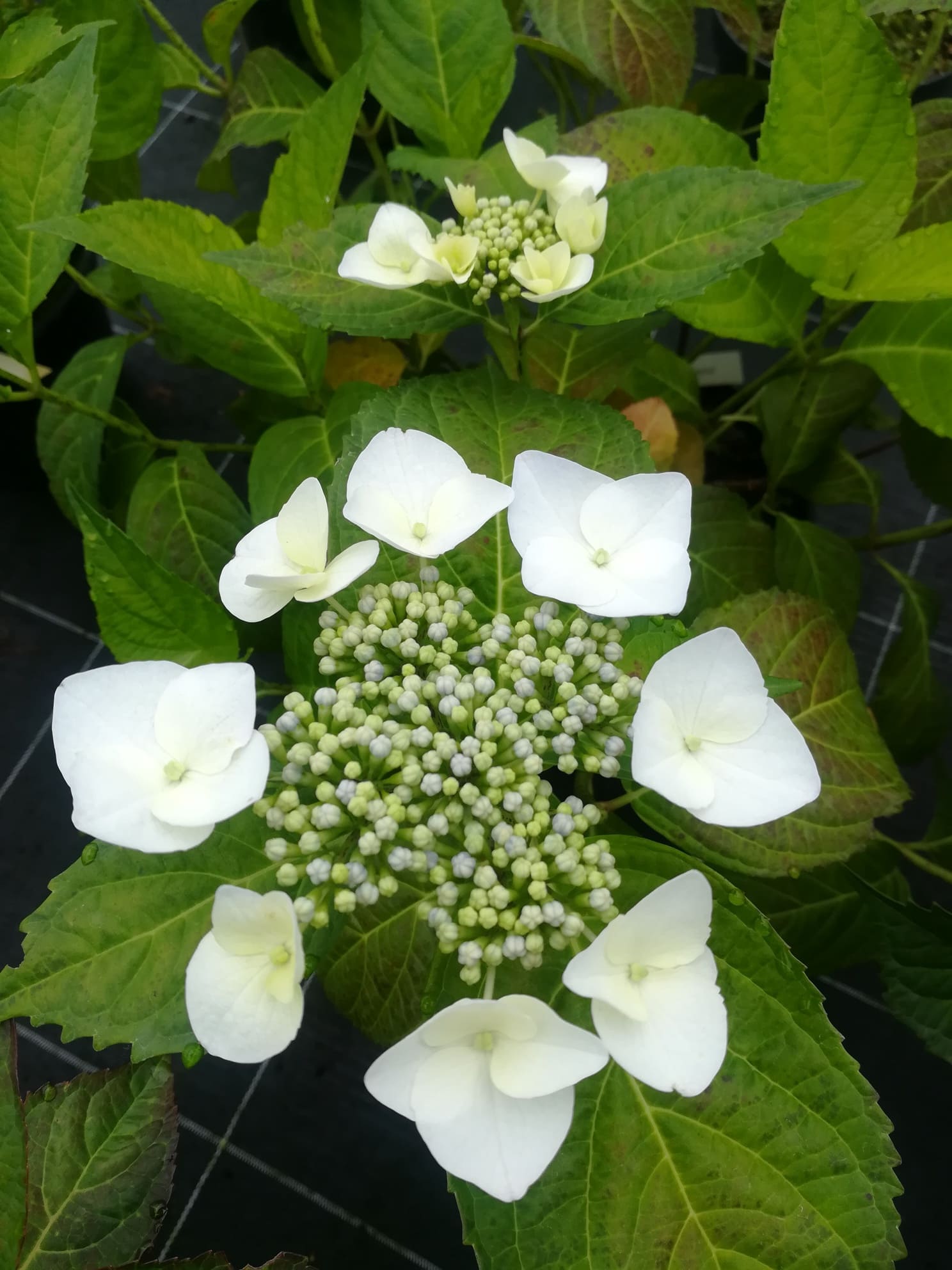 Les Hortensias du Haut Bois Veitchii hortensia macrophylla blanc