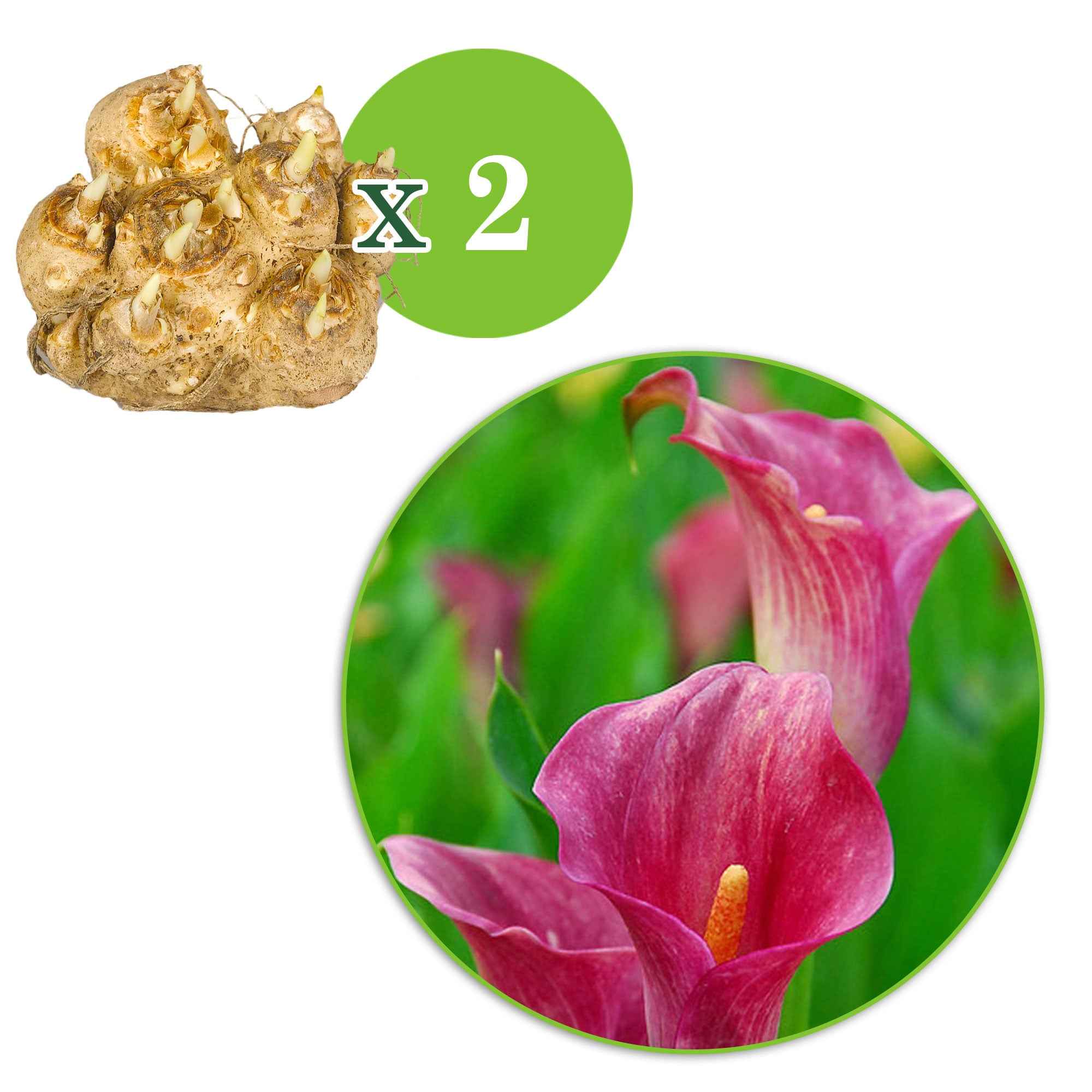 Bakker Bulbes à fleurs Arum rose sachet 2 bulbes 14-18cm