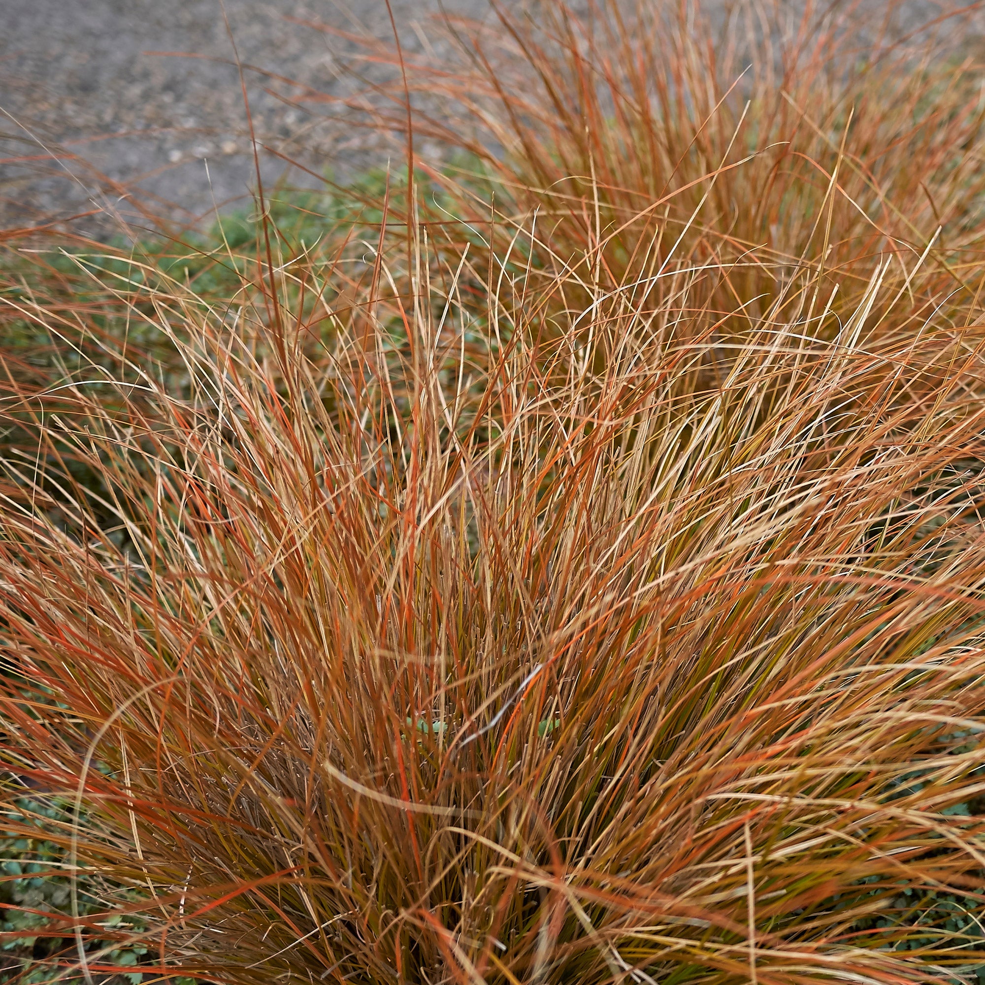 Bakker Carex buchananii laîche pot 8cm cuivré