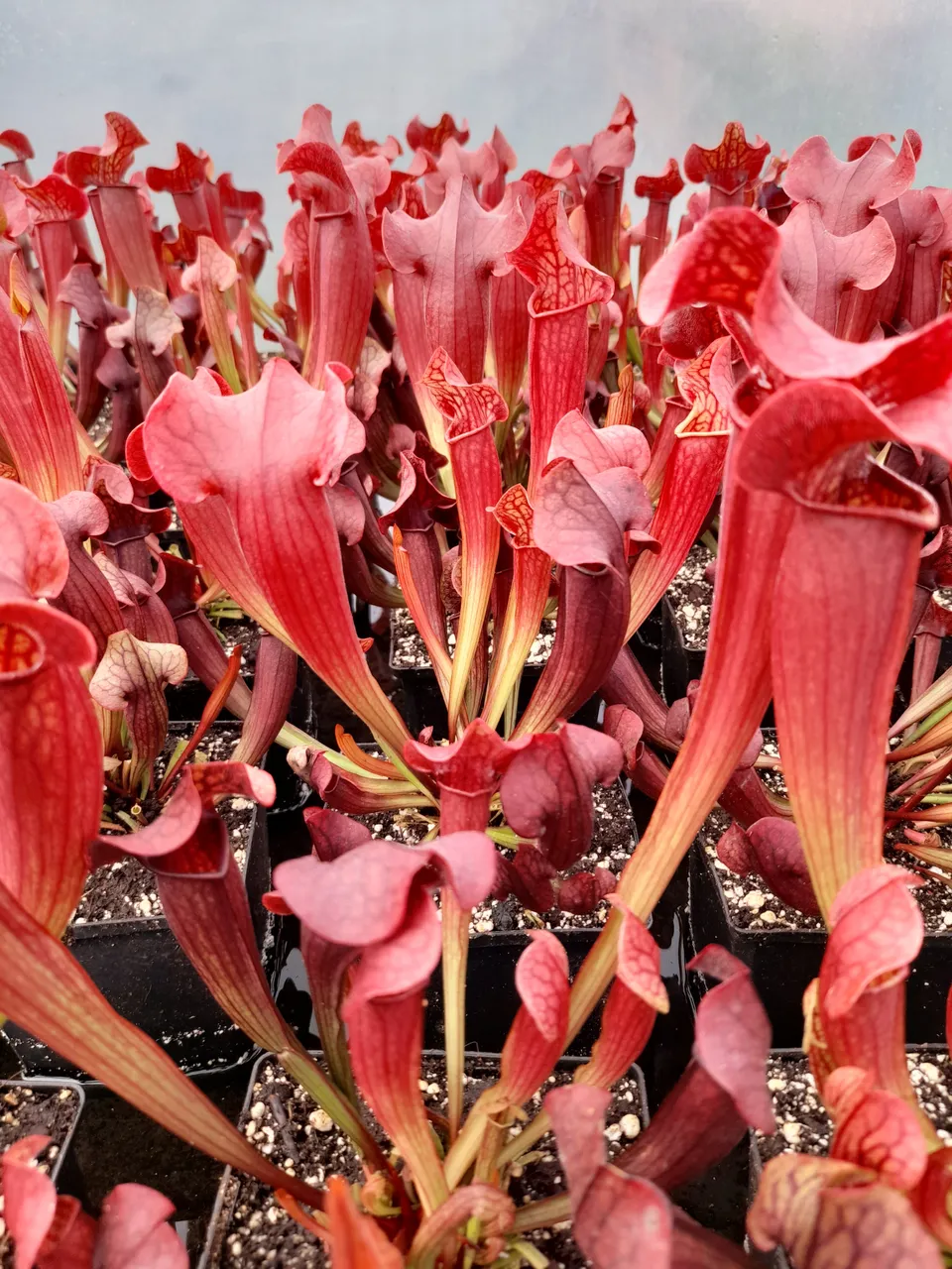 Carniflore Sarracenia x tess plante carnivore 1 point pot 11x11cm rouge