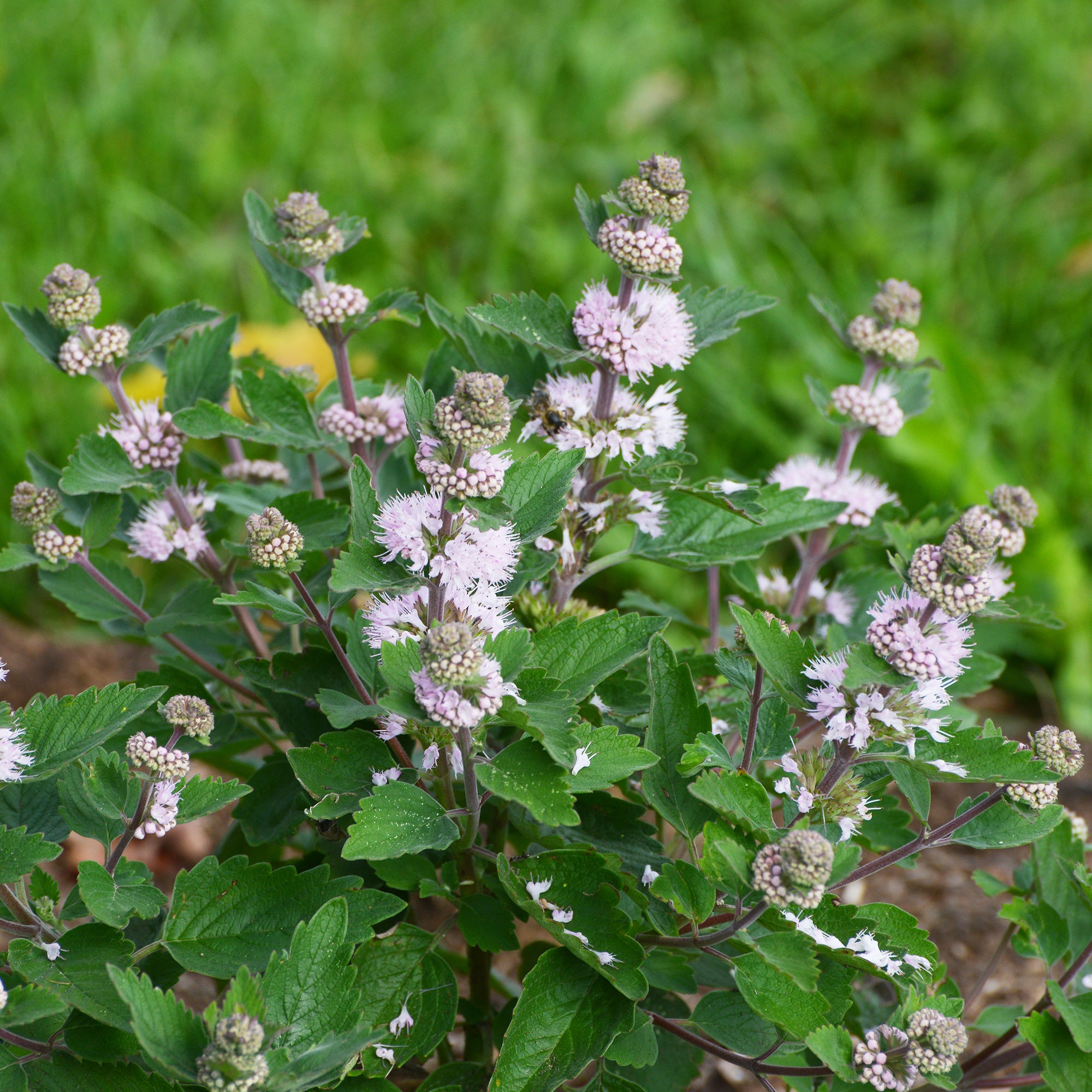 Bakker Caryopteris Stephi Rose arbuste pot 9cm floraison rose