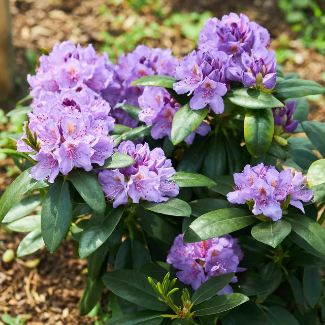 Bakker Rhododendron Catawbiense Grandiflorum pot 3L violet