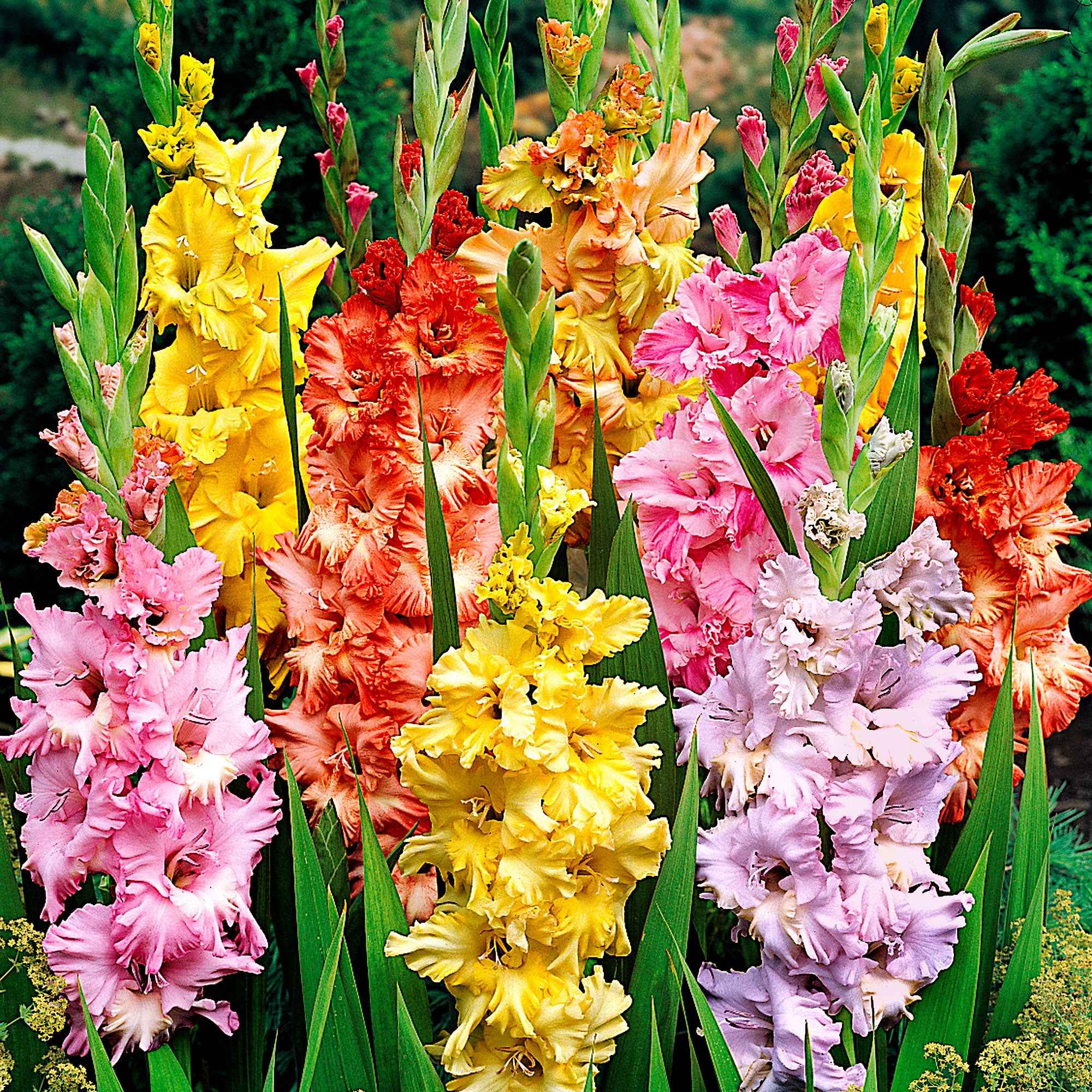 Bakker Glaïeuls frisés gladiolus 25 bulbes 10cm+ mélange