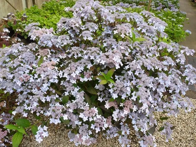 Les Hortensias du Haut Bois Tiara hortensia serrata fleurs plates