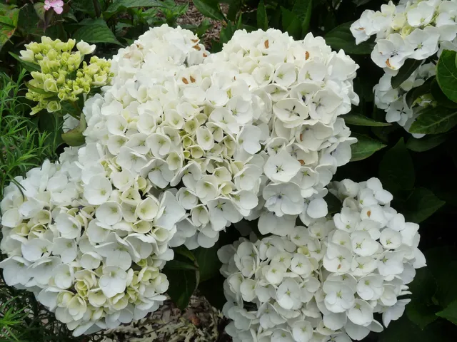 Les Hortensias du Haut Bois Holibel hortensia à fleurs rondes
