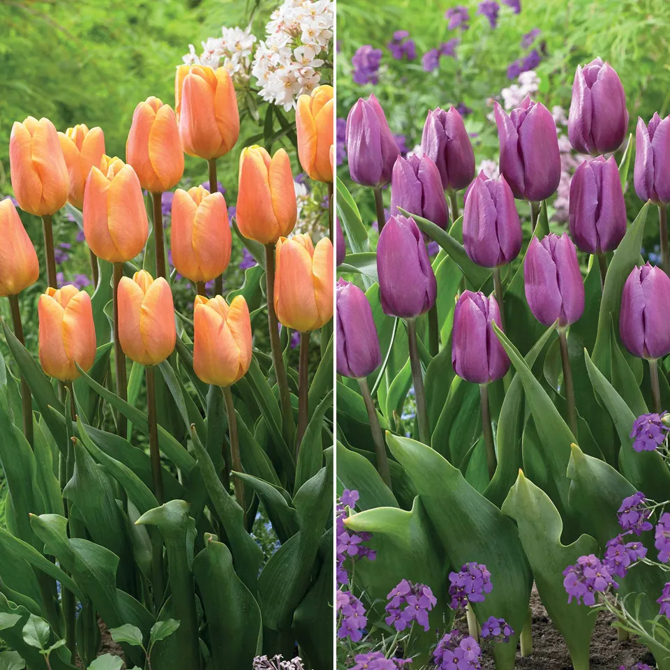 Bakker Tulipes triomphe Bellville Blue Beauty 20 bulbes