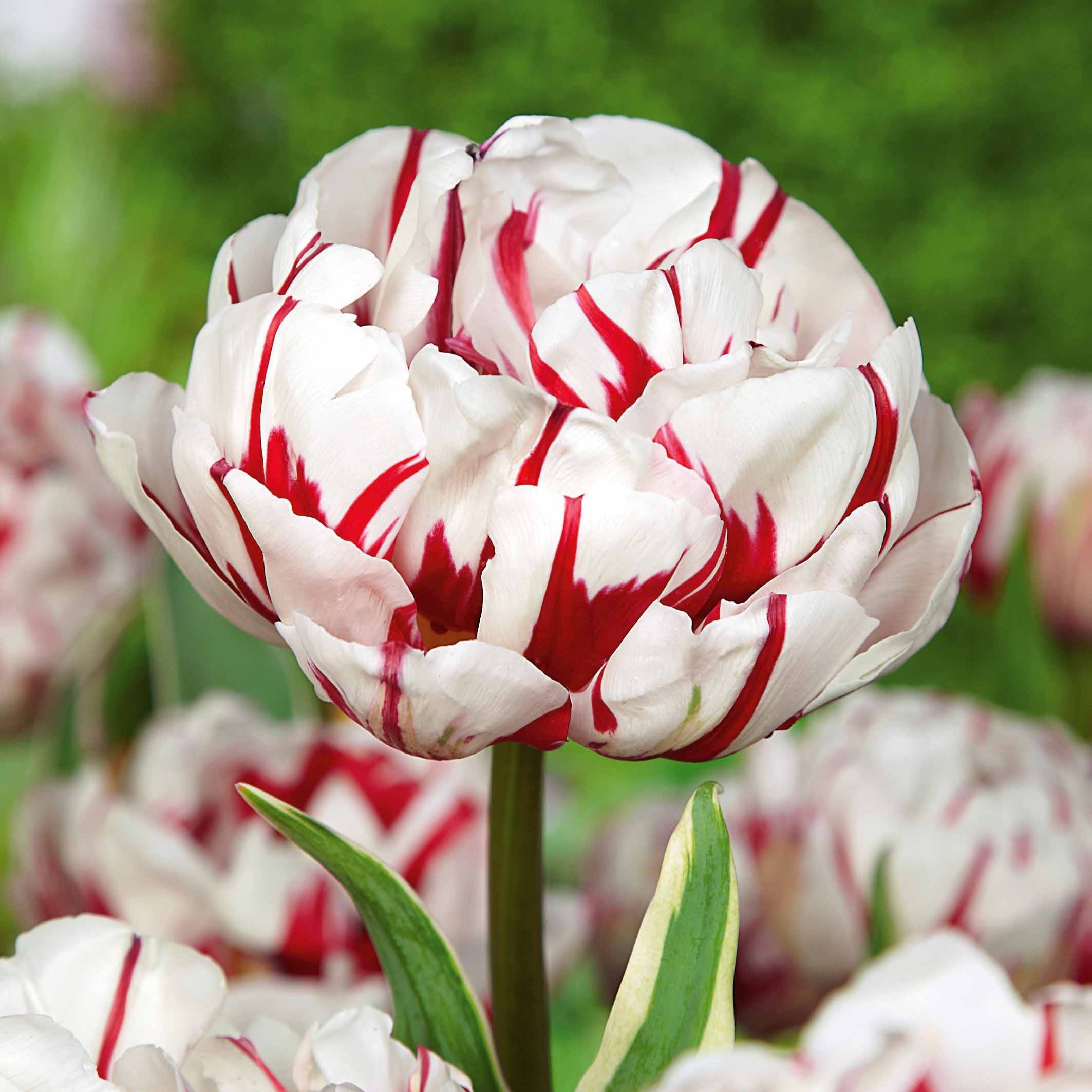 Bakker Bulbes à fleurs Tulipe Carnaval de Nice bulbe sachet 10 double