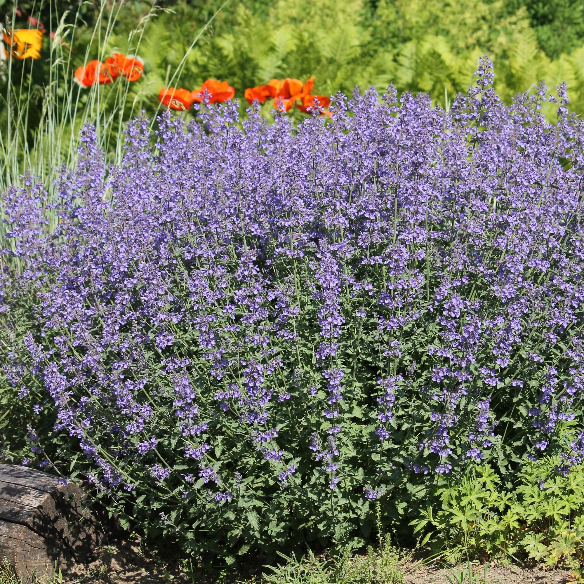 Bakker 5 Vivaces massif ensoleillé plante jardin 5 pots Ø9cm