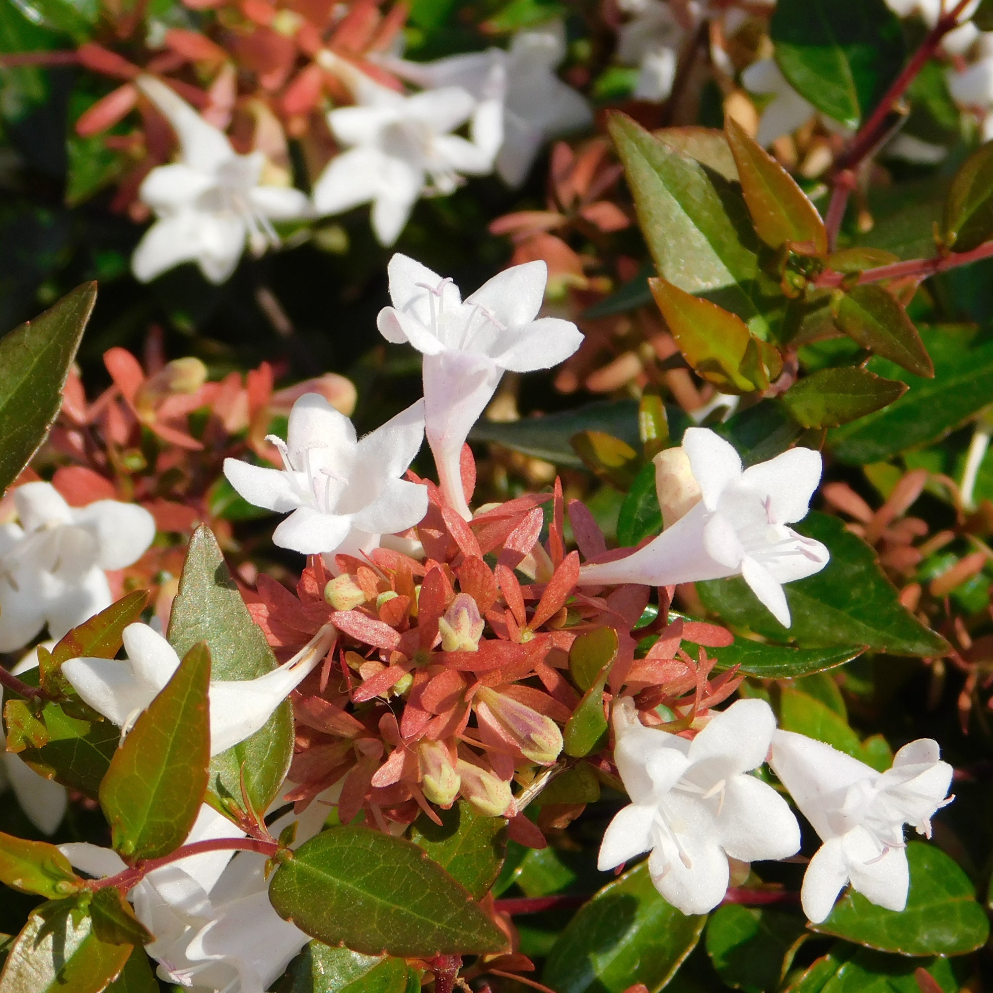 Bakker Abelia Pisto Abelia grandiflora arbuste pot 9cm lot 2 fleurs blanches