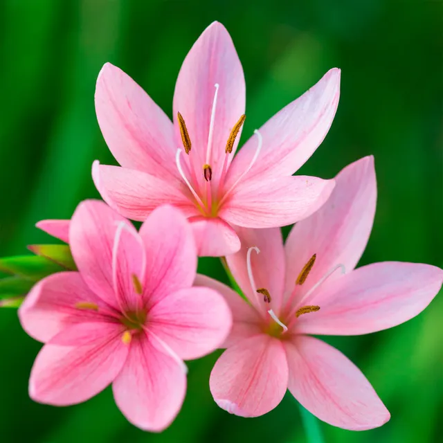 Bakker Pink Butterflies lys des cafres pot 8cm rose