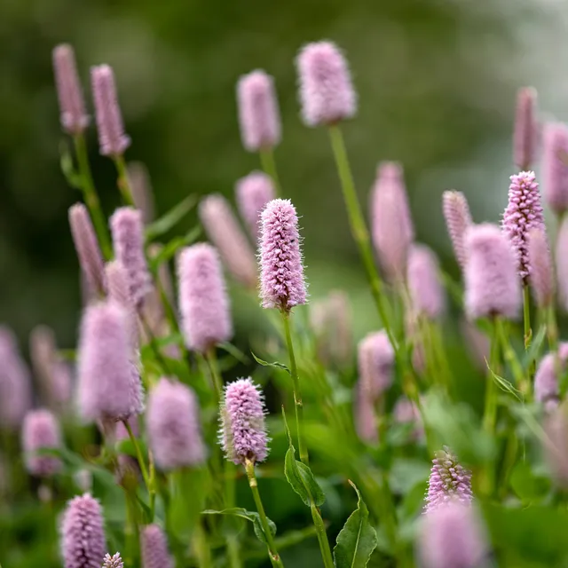 Bakker Renouée Persicaria Superba vivace pot 8cm rose