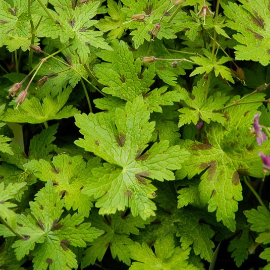 Passion Vivaces Geranium monacense Claudine Dupont vivace pot 1L