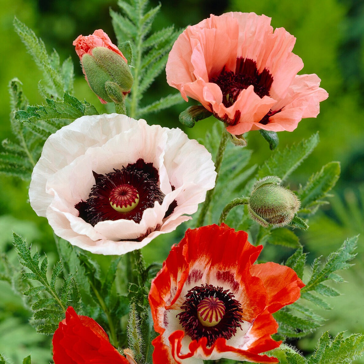 Bakker Pavots en mélange vivace lot 3 racines nues