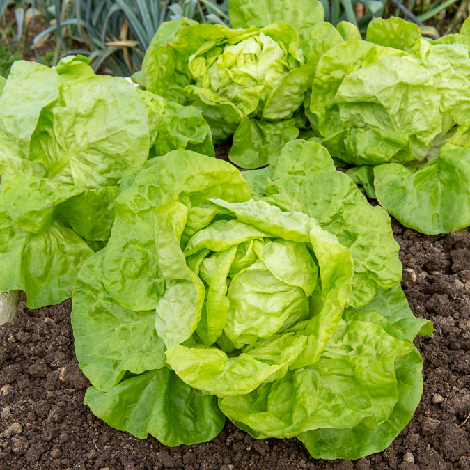 Bakker Collection 6 mois de salades graines laitue 3 sachets