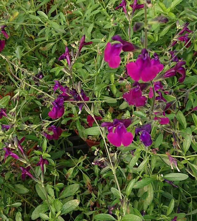 Passion Vivaces Salvia microphylla Nachtvindler sauge pot 1 litre violet