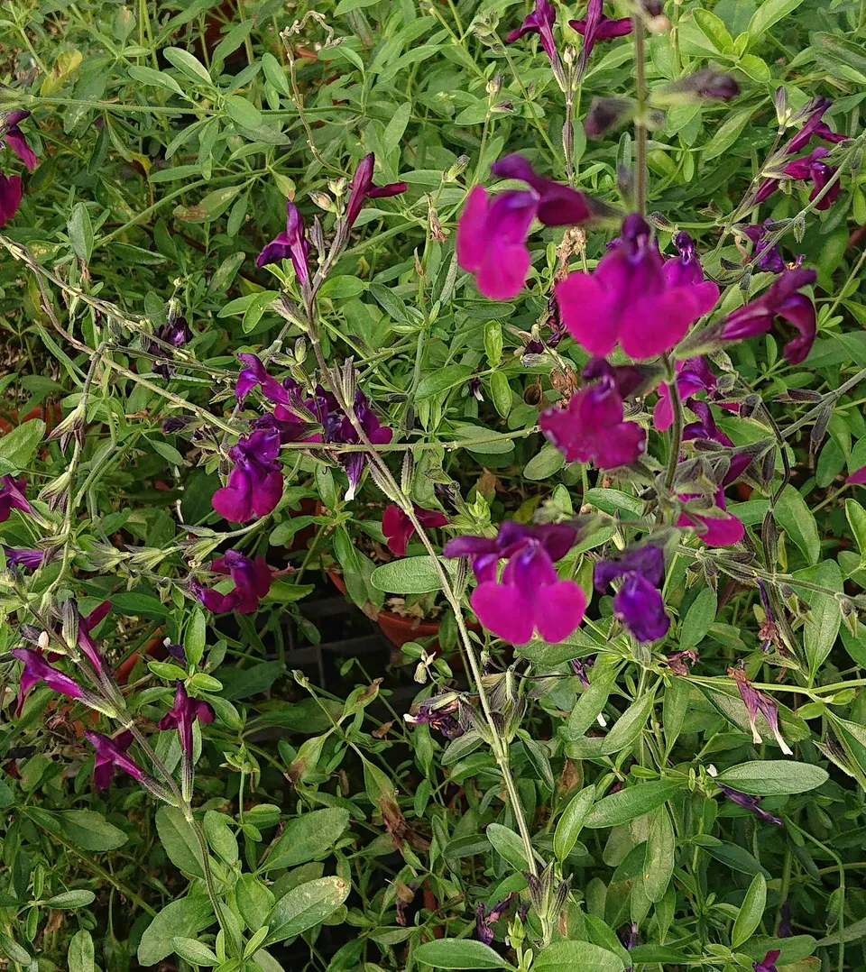 Passion Vivaces Salvia microphylla Nachtvindler sauge pot 1 litre violet