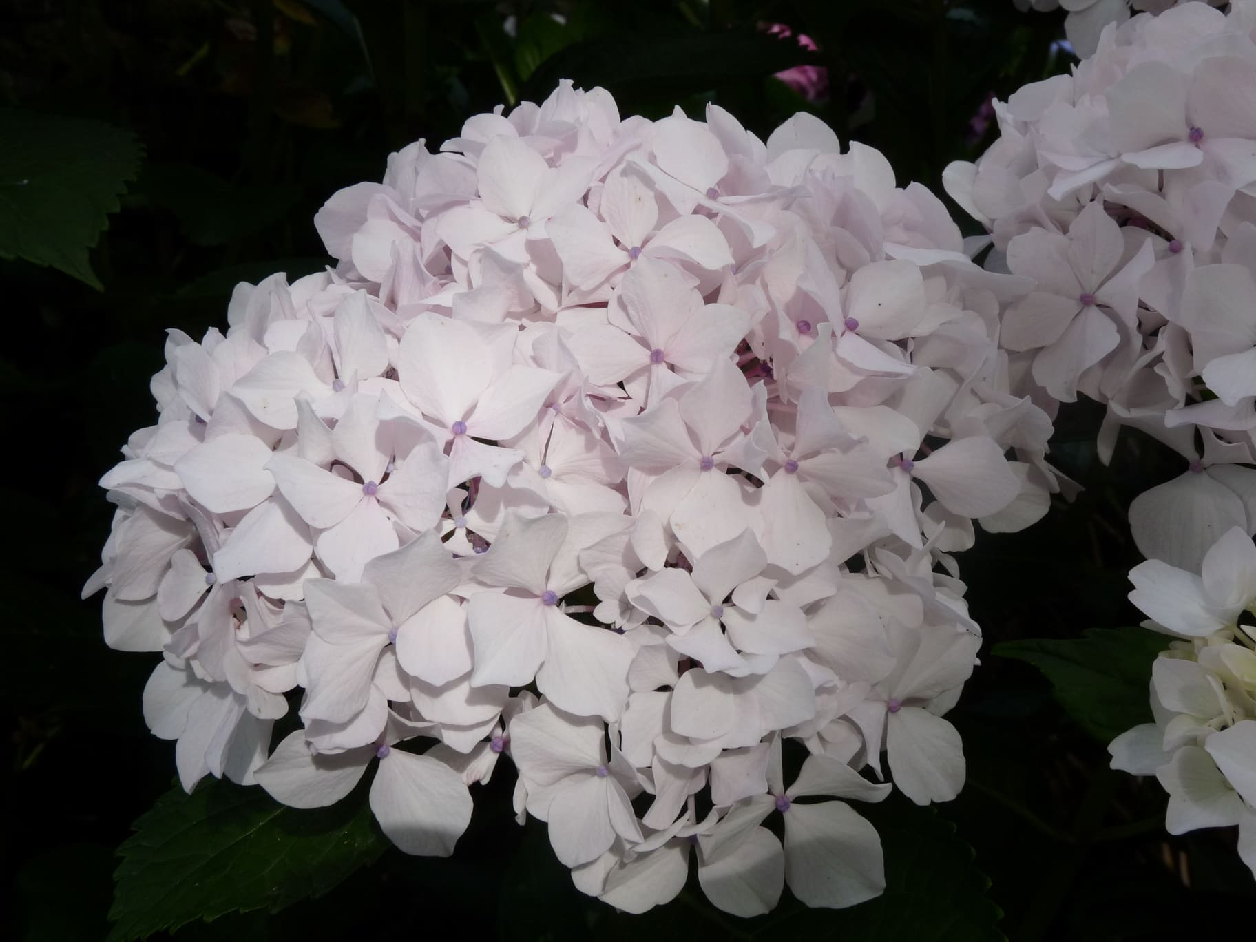 Les Hortensias du Haut Bois Weisse Königin hortensia blanc fleurs rondes