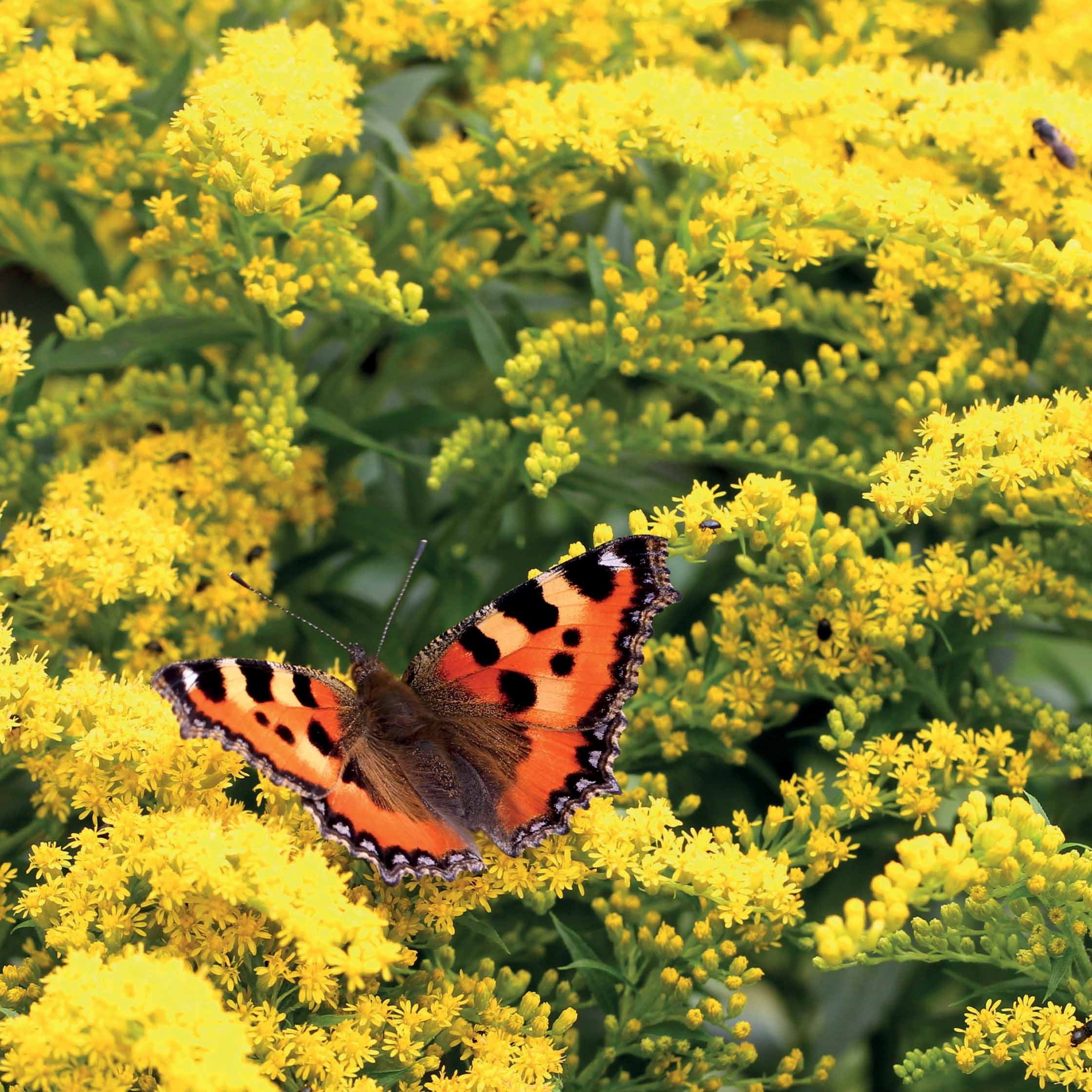 Bakker Solidago Verge d'or 5 racines nues jaune
