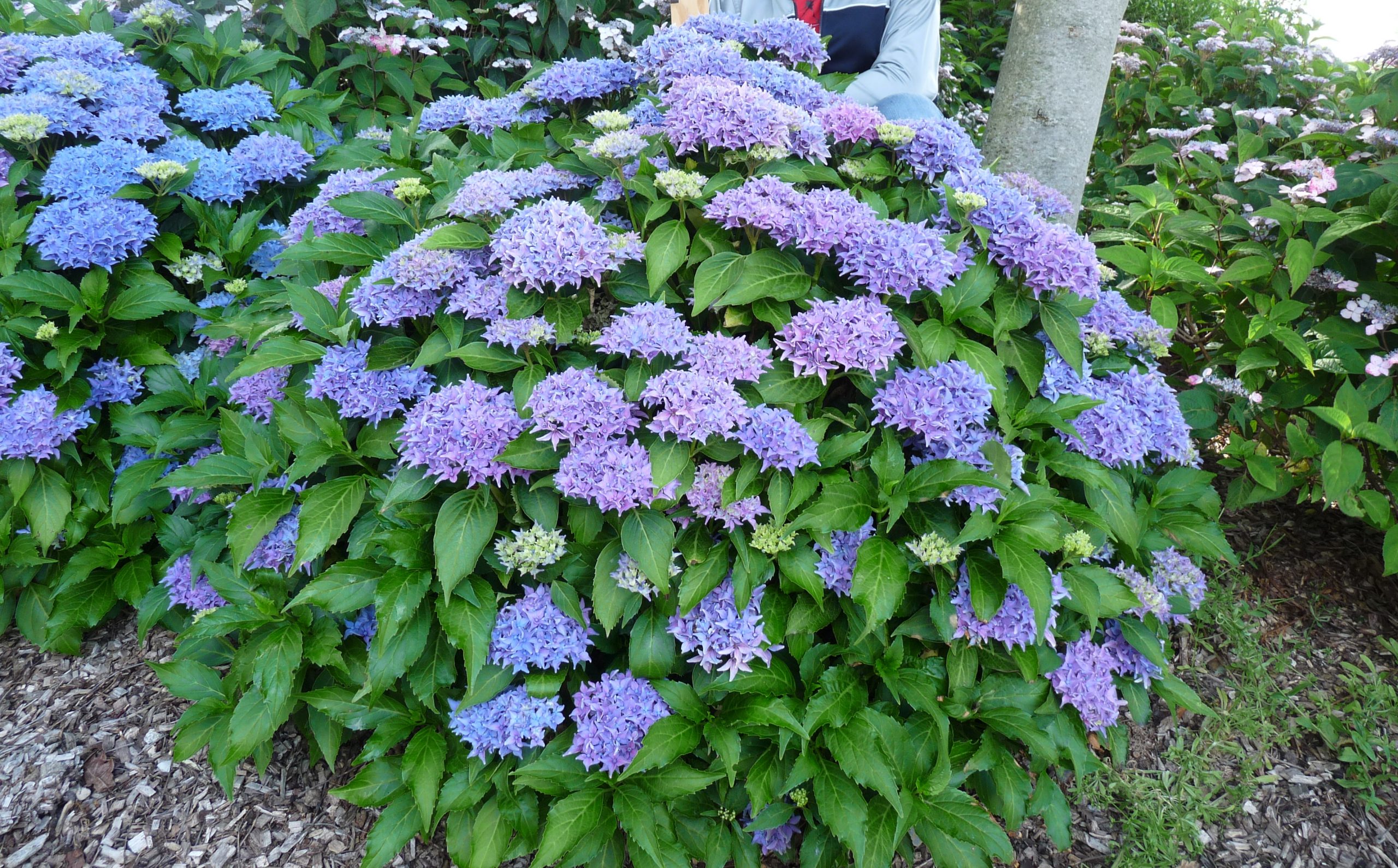 Hortensias du Haut Bois Tovelit hortensia boule compact