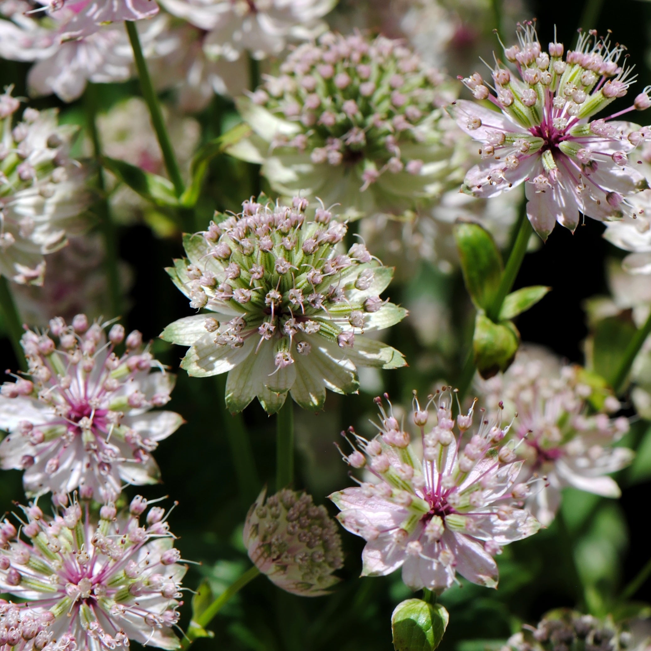 Bakker Astrance Buckland Astrantia plante vivace pot Ø9cm rose