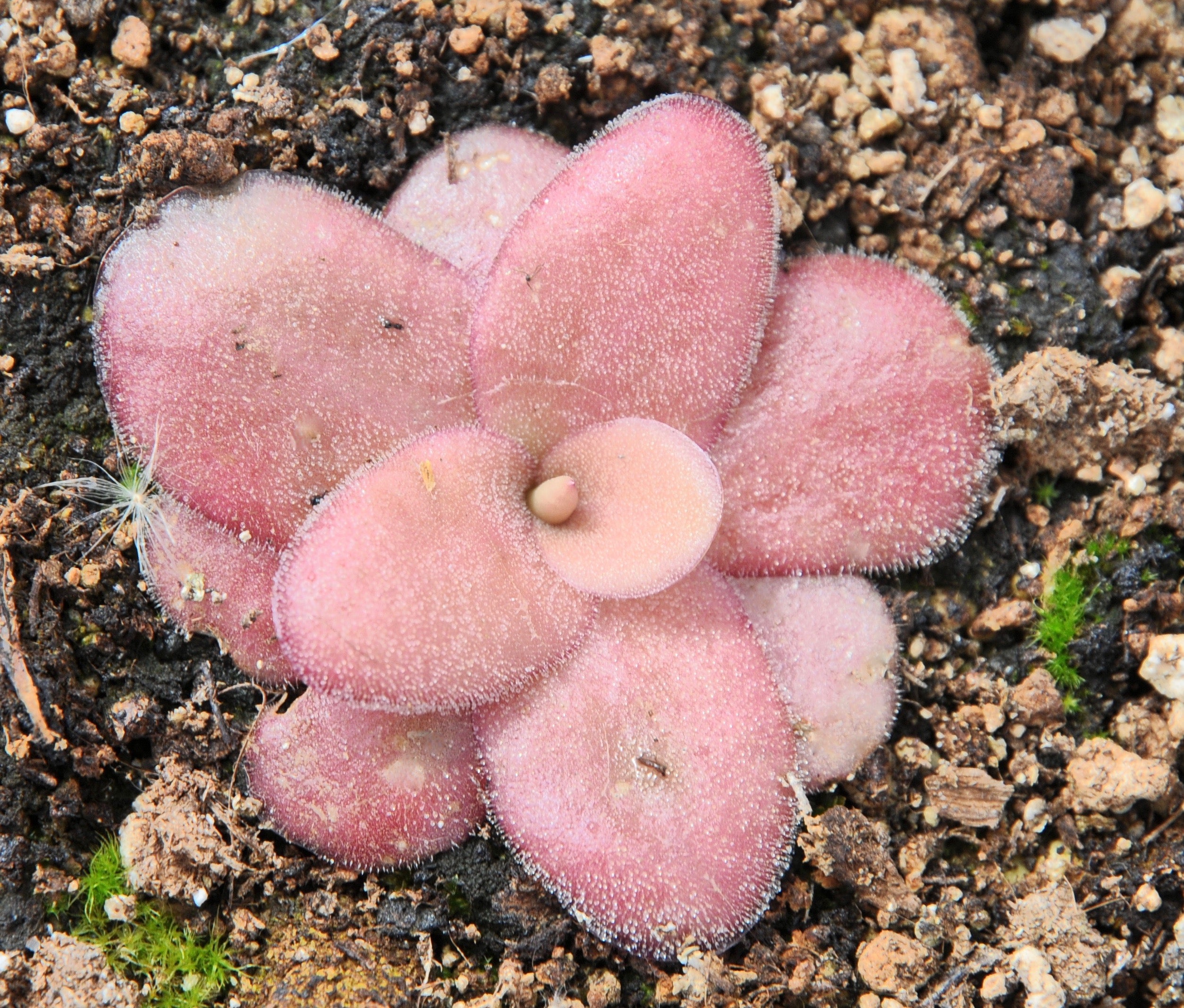 Carniflore Pinguicula agnata El Lobo grassette 10 cm pot 7