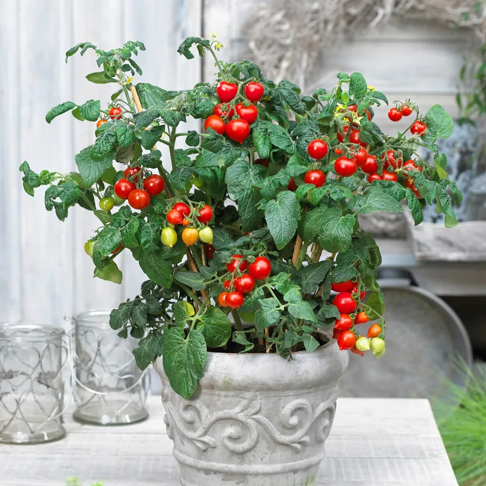 Bakker Coeur d'amour tomate cerise sachet 15 graines