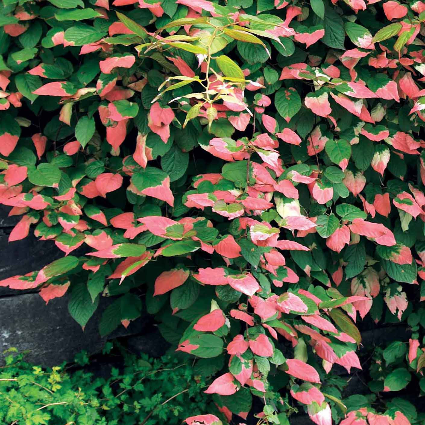 Bakker Kiwi panaché Actinidia 1.5L 40-50cm grimpante