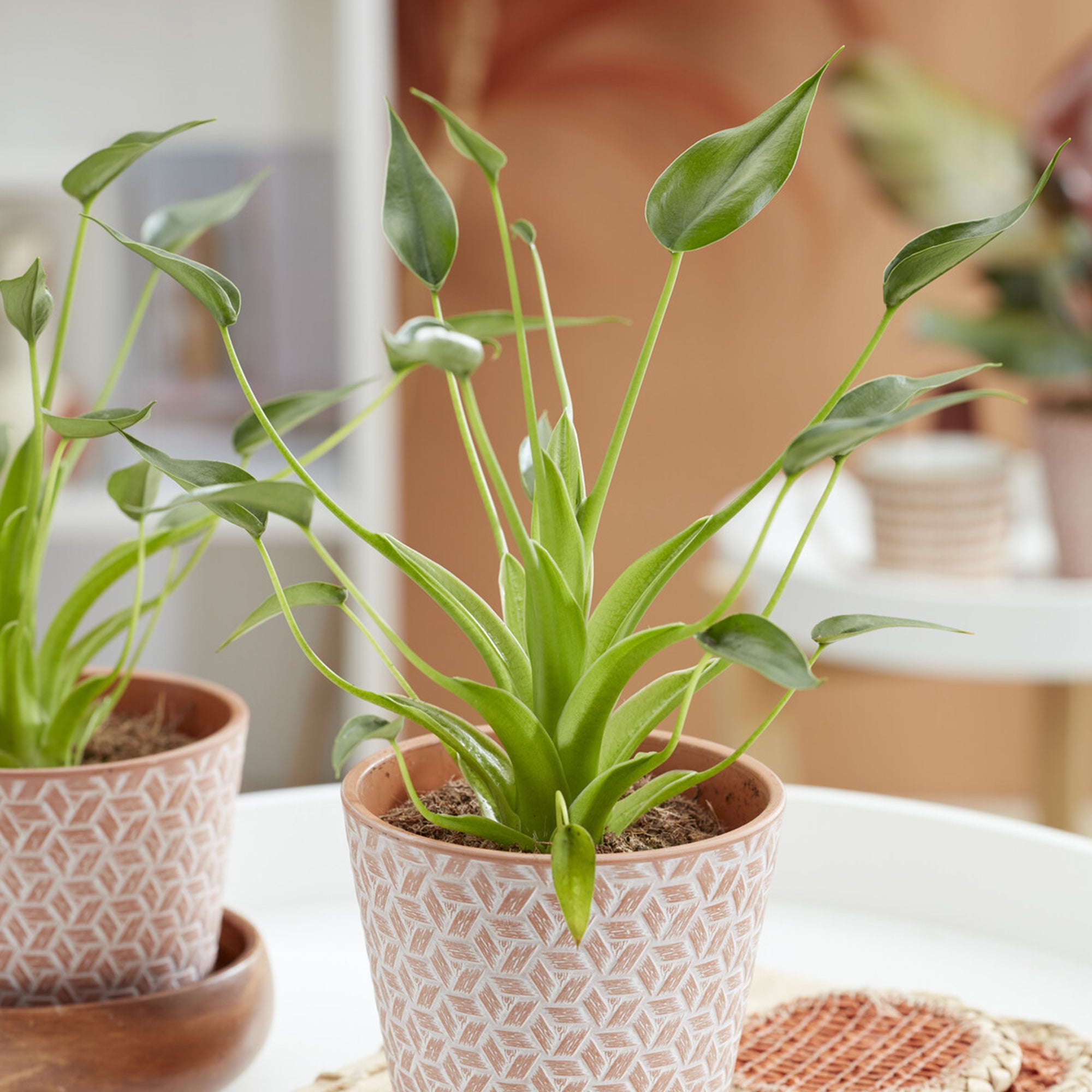 Bakker Alocasia Tiny Dancer plante intérieur pot 12cm