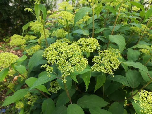 Les Hortensias du Haut Bois Hydrangea Hayes Starburst hortensia blanc