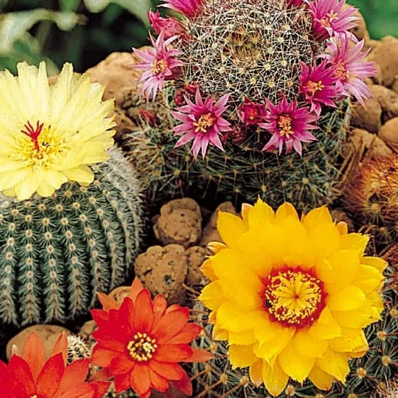 Bakker Cactus en mélange graines sachet 0,1g ±50 graines
