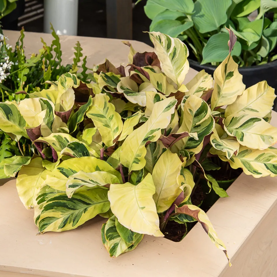 Bakker Calathéa Yellow Fusion plante intérieur pot 10,5cm panaché