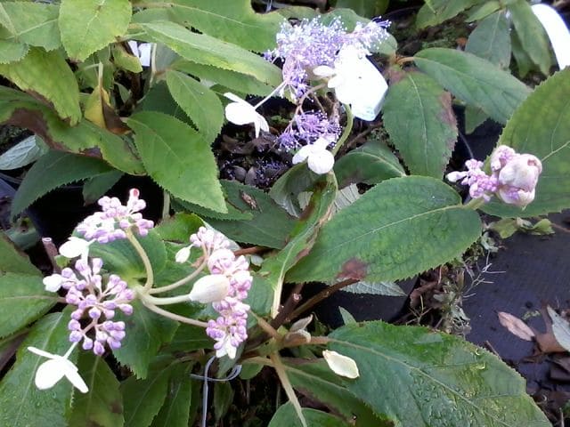Les Hortensias du Haut Bois Late Love hortensia godet