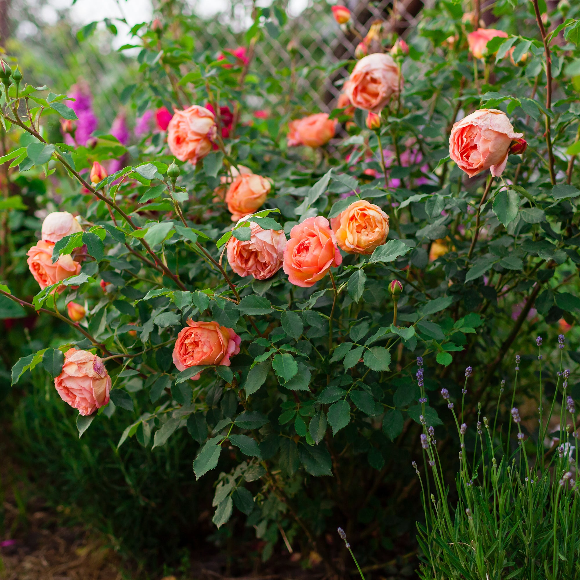 Bakker Rosier Lady of Shalott pot 4L 15-40cm orange