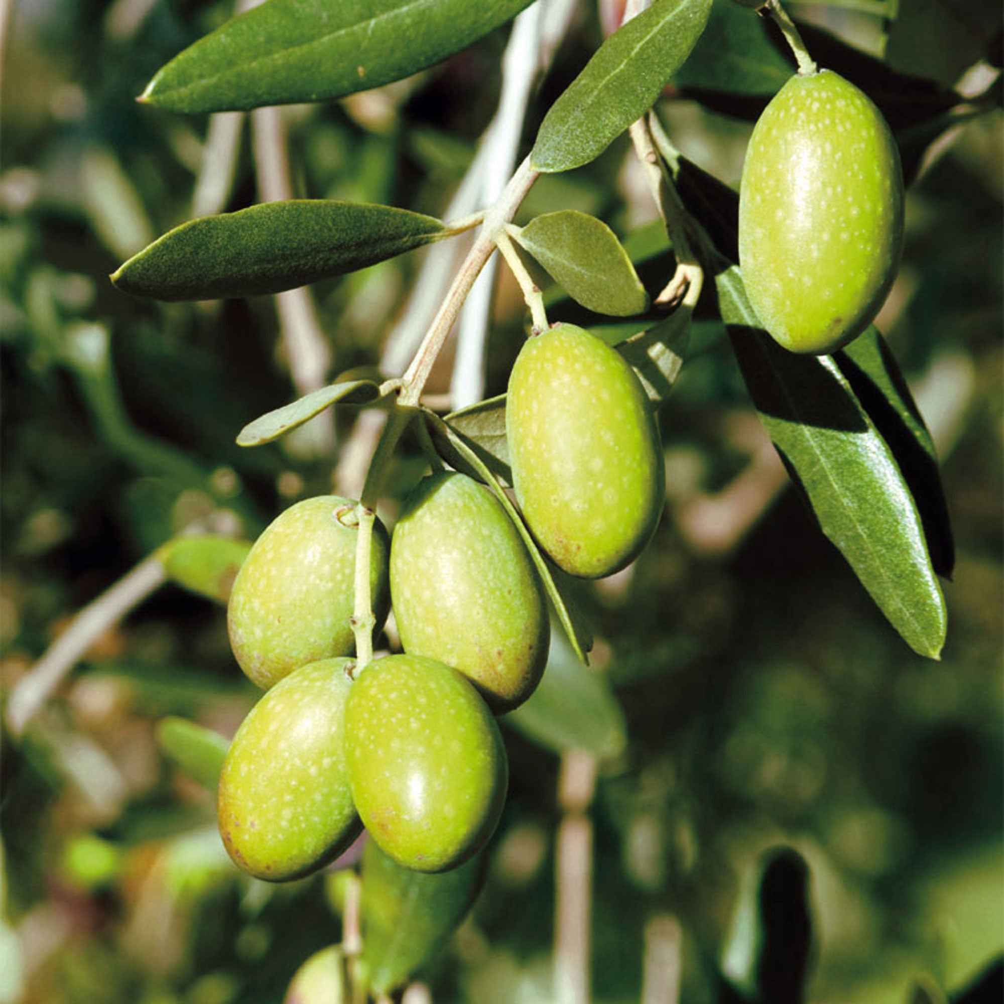 Bakker Olivier sur tige Olea europaea pot 3L tige 50cm