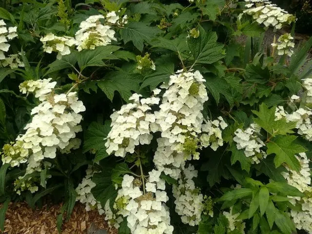 Les Hortensias du Haut Bois Quercifolia type hortensia feuilles chêne