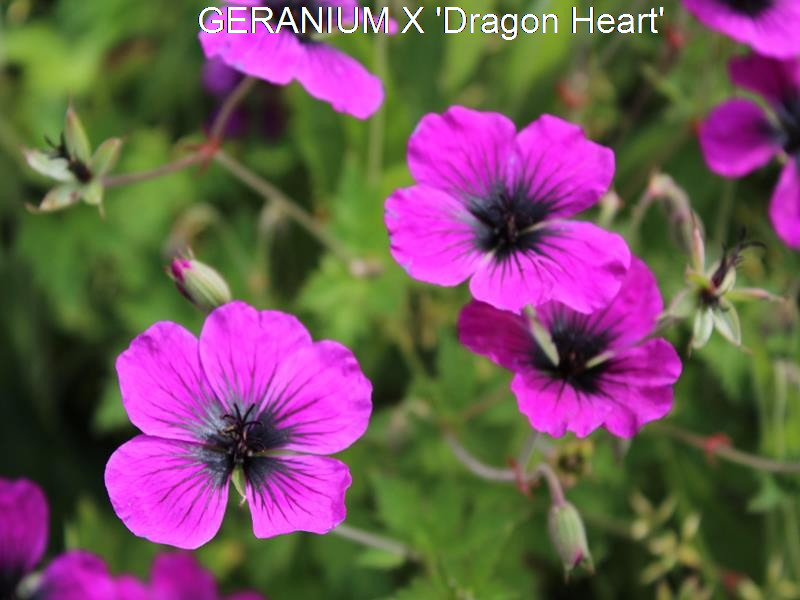 Passion Vivaces Geranium Dragon Heart géranium pot 1L magenta