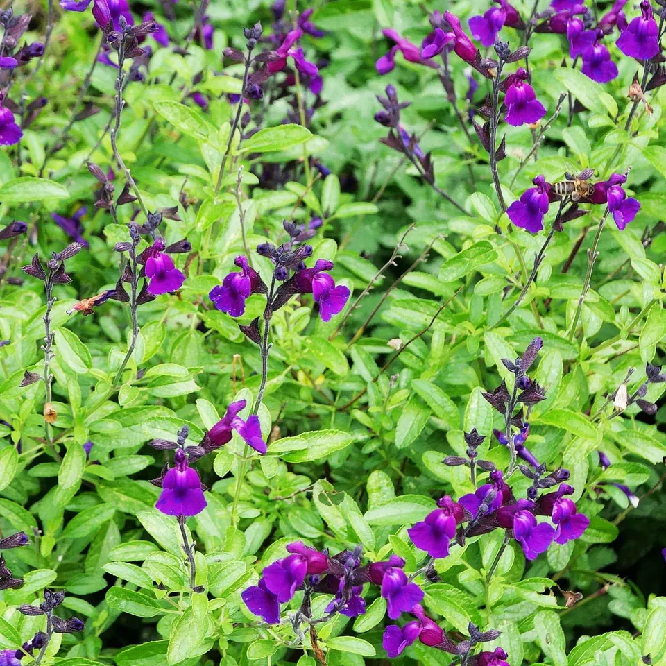 Bakker Sauge Violette de Loire pot 8cm violet