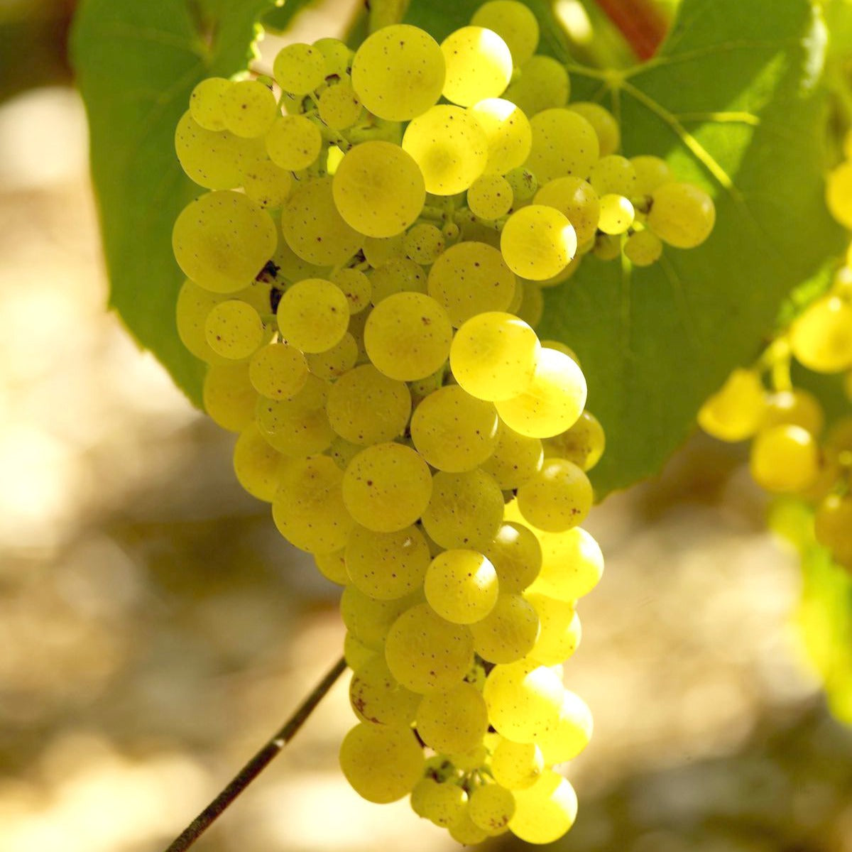 Bakker Vigne Chardonnay fruitier motte 20-40cm